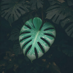 Monstera leaf pattern design illustration
