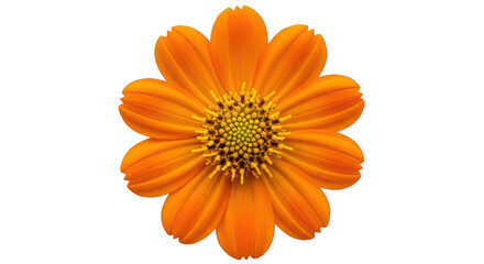 Isolated Orange Flower