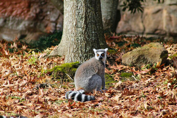 Ring-Tailed Lemur Among Autumn Leaves