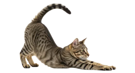 Gardinen Katze Isolated Stretching Cat  © Hannah