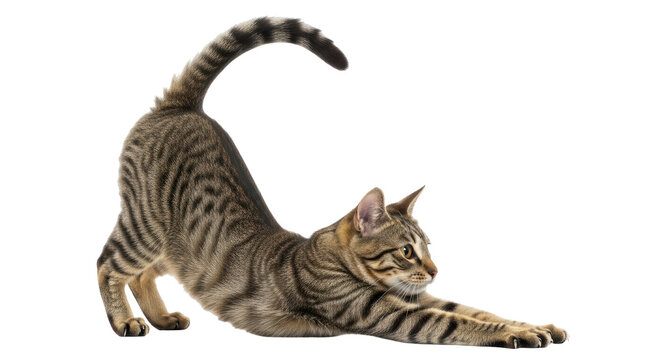 Isolated Stretching Cat