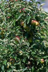 Apfelbaum im Sommer mit vielen reifen Früchten in rot und grün Nahaufnahme