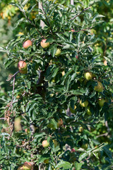 Apfelbaum im Sommer mit vielen reifen Früchten in rot und grün
