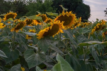 Field of sunflowers during sunset with soft warm tones. The mature flowers and wide green leaves form a natural composition perfect for summer, agriculture or nature-themed backgrounds.