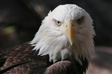 Close-Up Portrait of Bald Eagle