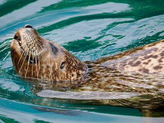 Close-up Common seal (Phoca vitulina) swimming in green water