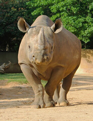 Black Rhino Walking Toward Camera