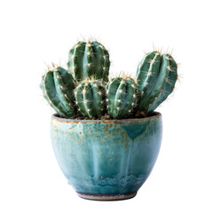 Small cactus in teal pot