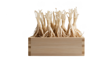 Ginseng roots are arranged neatly in a bamboo container, showcasing their unique shapes and textures