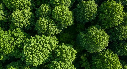 Aerial View of Lush Green Tree Canopy with Dense Foliage and Sunlight