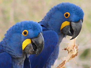 Pair of Hyacinth Macaws Close Together