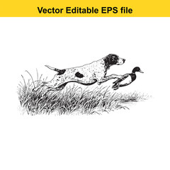 Obraz premium Pointer Vintage Black & White Hunting Dog Illustration with Muller Duck – Standing, Jumping, and Hunting Pose