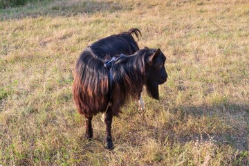 Black long-haired goat tied with rope grazing on dry yellow pasture grass in countryside field...