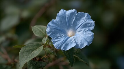 Delicate Blue Flower Blossoming Amidst Lush Green Foliage Under Soft Natural Light
