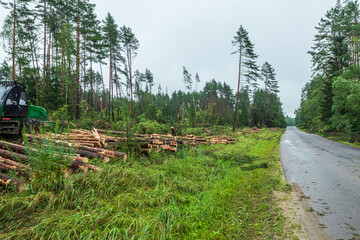 Storm damage in a forest reveals uprooted trees and dense vegetation after severe weather event in early spring