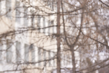 Misty urban view through bare trees with out of focus buildings in background.