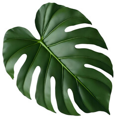 Green monstera leaf. Tropical tree. Leaf background