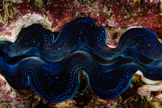 View of a giant clam with a striking blue mantle, nestled among the coral reefs, a vibrant underwater spectacle, Pemuteran, Bali, Indonesia.