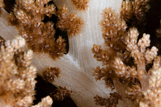 View of soft coral polyps with delicate brown tips and a creamy white base create a textural underwater landscape, Pemuteran, Bali, Indonesia.