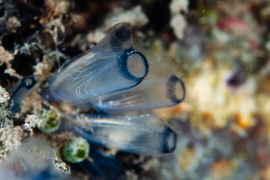 View of translucent sea squirts, like ethereal glass sculptures, cling to the rugged reef, their dark-rimmed openings hinting at the mysteries within, Pemuteran, Bali, Indonesia.