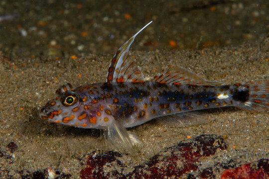 View of a vibrant goby fish, with its striking orange spots and translucent fins, darts across the sandy seabed in Pemuteran, Bali, Indonesia.