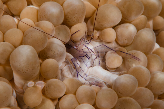 View of a translucent shrimp with delicate purple markings nestled amongst the soft, bulbous coral, creating a surreal underwater scene, Pemuteran, Bali, Indonesia.