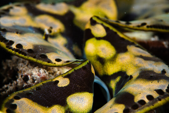 View of the black and yellow patterned clam, with its mantle and shell, a marvel of underwater nature's artistry, Pemuteran, Bali, Indonesia.
