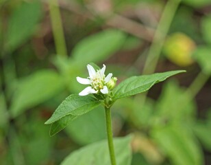 Obraz premium Close-up of small white flower