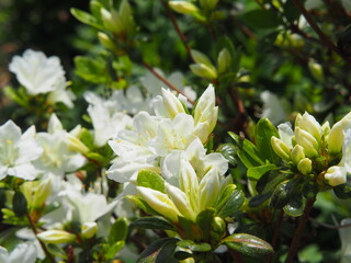 White azalea (Rhododendron) in full bloom – delicate spring flowers and glossy green foliage, ornamental shrub commonly used in gardens, borders, and landscape design