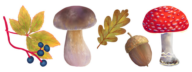 Autumn forest set with boletus, fly agaric, oak leaf, acorn, wild grapevine with berry. Hand drawn clipart in watercolor style. Good for seasonal designs, harvest themes, Halloween, Thanksgiving, fall