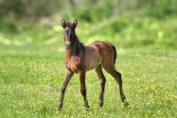 poulain camarguais dans un pr&eacute; couvert de boutons d'or