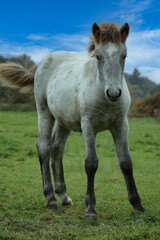 Fototapeta premium jeune cheval camarguais