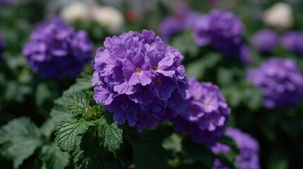 Vibrant Cluster Of Purple Flowers In Full Bloom With Green Leaves Under Bright Sunshine