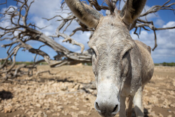 Donkey standing on a deserted land. Wild donkeys. Closeup.