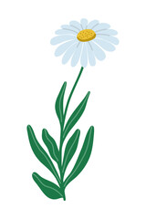 Flat vector hand drawn illustration of isolated wild chamomile flower with white petals and a yellow center. Ideal for botanical, floral, and natural themed designs