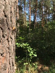 Exploring the lush green forest with towering trees