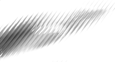 Shahow of wing art illustration monochrome abstract design