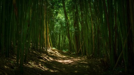 A bamboo forest path under soft sunlight
