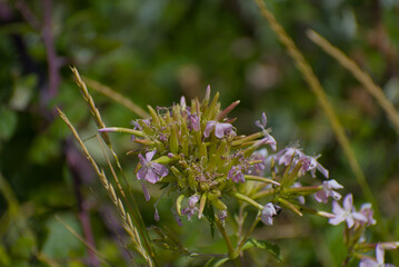 A close-up shot of a small cluster of pale purple and white flowers with pointed petals, surrounded by green foliage, under bright natural light.