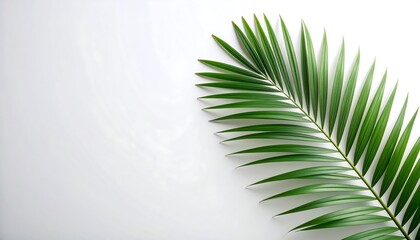 Palm frond against a white background, minimalist tropical design element