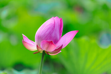 Fototapeta premium 古代ハスと水滴ー88