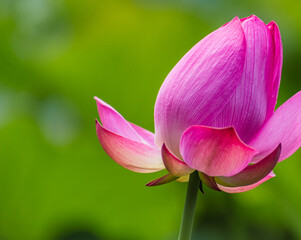 古代ハスと水滴ー89