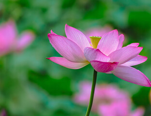 古代ハスと水滴ー87