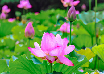 Fototapeta premium 古代ハスと水滴ー84