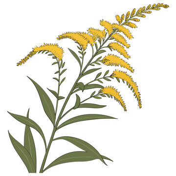 Goldenrod flower vector transparent background