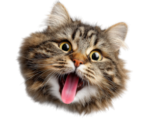 Funny cat head with wide eyes fluffy fur silly expression tongue out brown tabby isolated playful surprised animal humor pet portrait