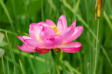古代ハスと水滴ー2