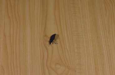 The carcass of a kissing bugs on a wooden table.
