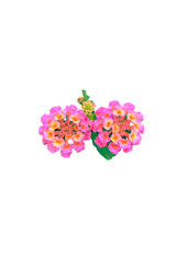 Pink Purple Lantana Camara V on white background
