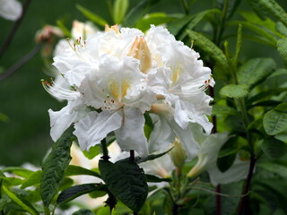White azalea (Rhododendron) in full bloom – delicate spring flowers and glossy green foliage, ornamental shrub commonly used in gardens, borders, and landscape design